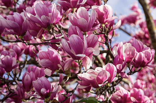 Jane Magnolia