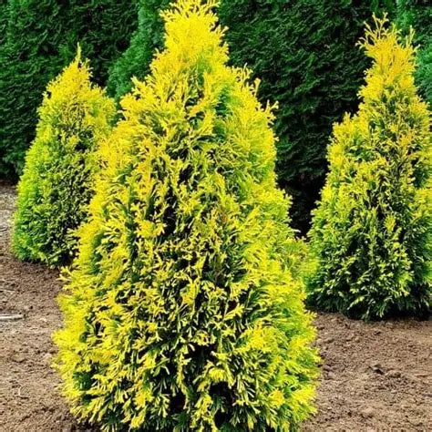 Arborvitae Jantar Gold
