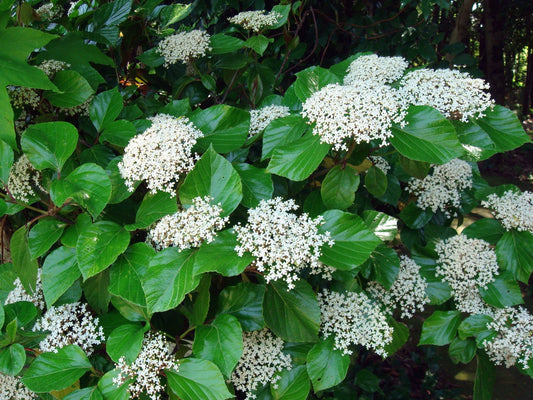Viburnum Japanese