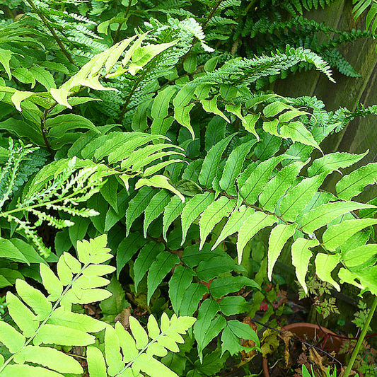 Fern Japanese Holly
