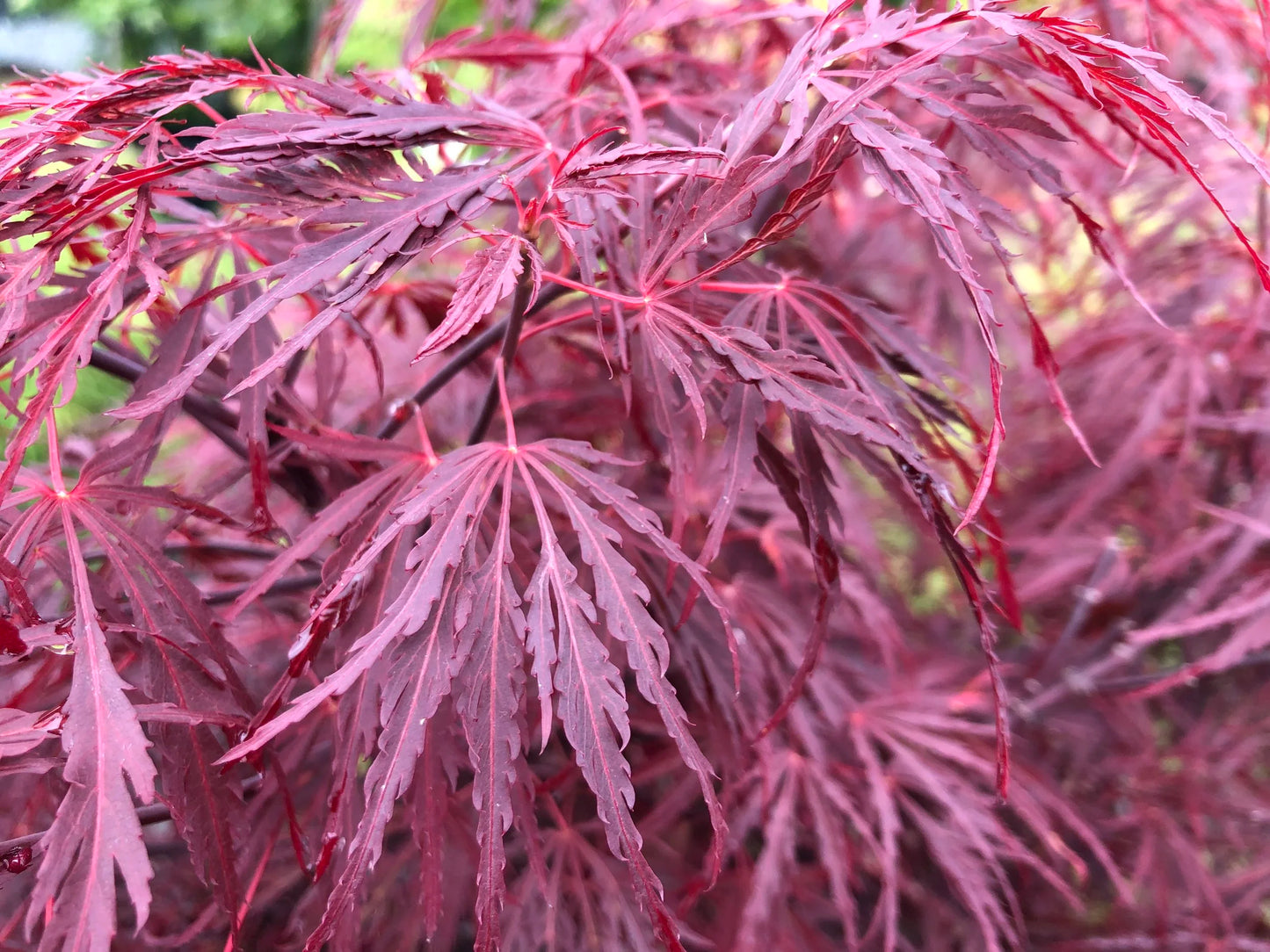Japanese Maple Laceleaf