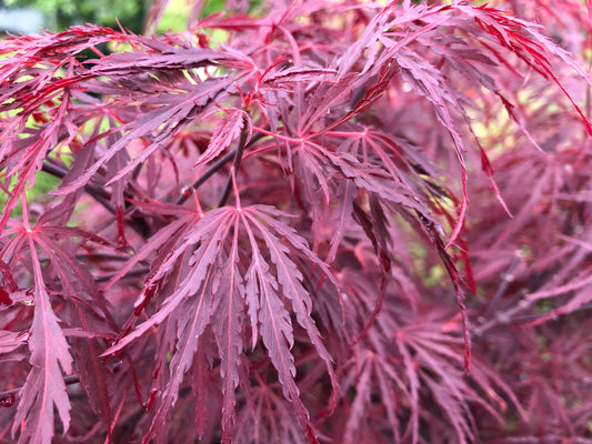 Japanese Maple Laceleaf