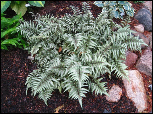 Fern Japanese Painted