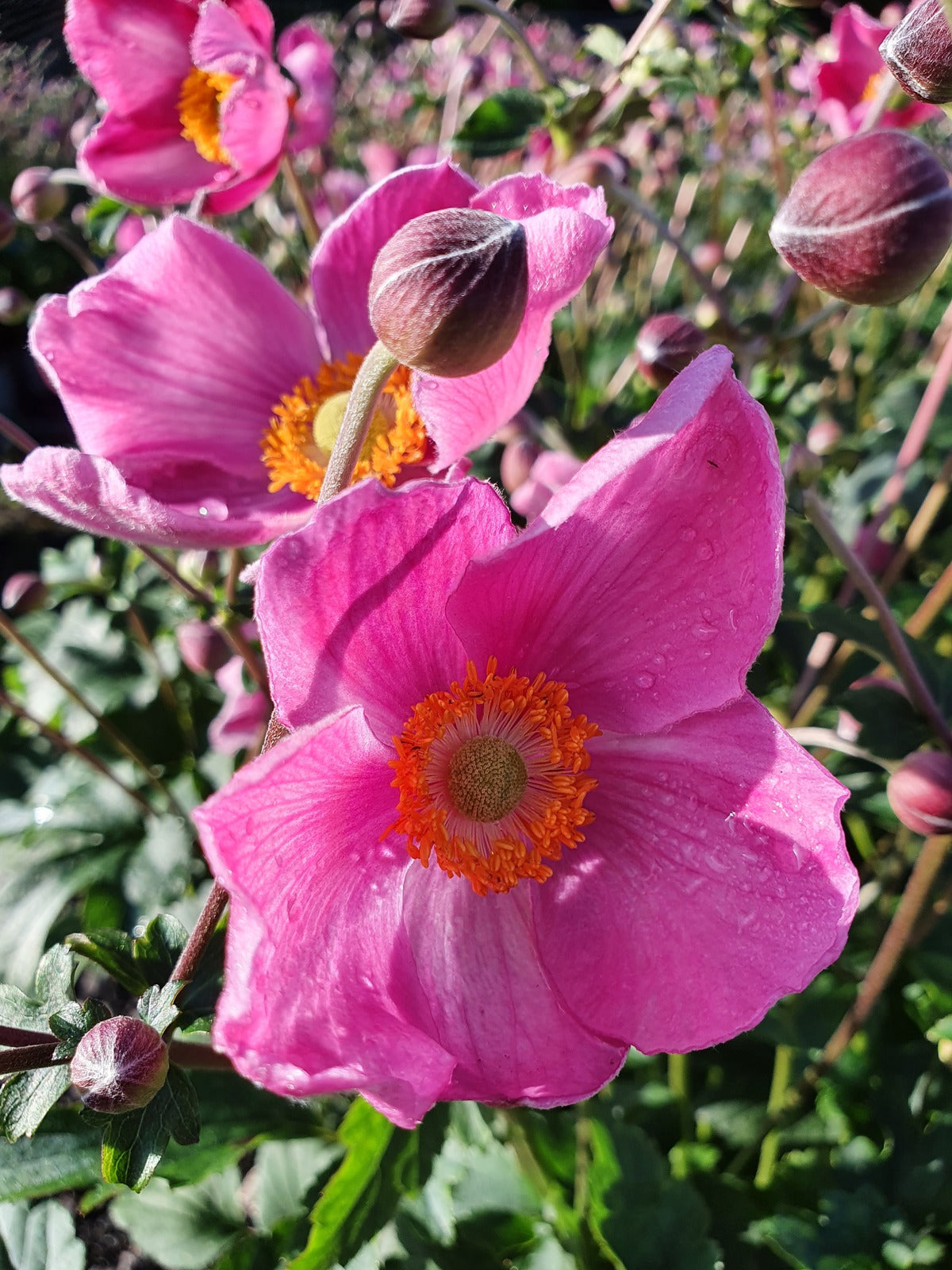 Anemone-Jasmine Rose