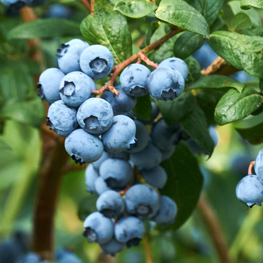 Jersey Blueberry