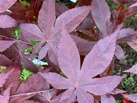 Japanese Maple Jet Black