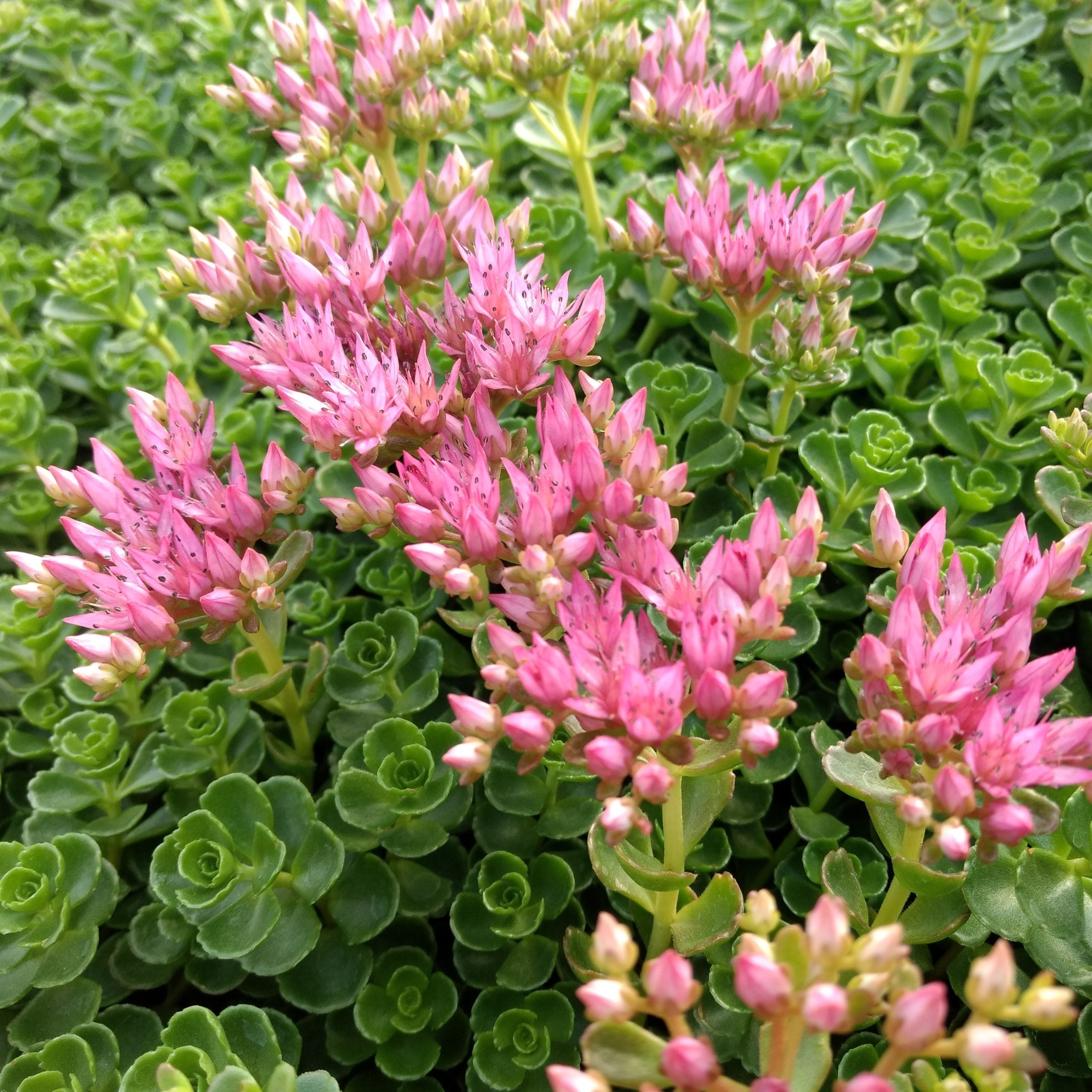 Sedum John Creech – Verona Caney Gardens
