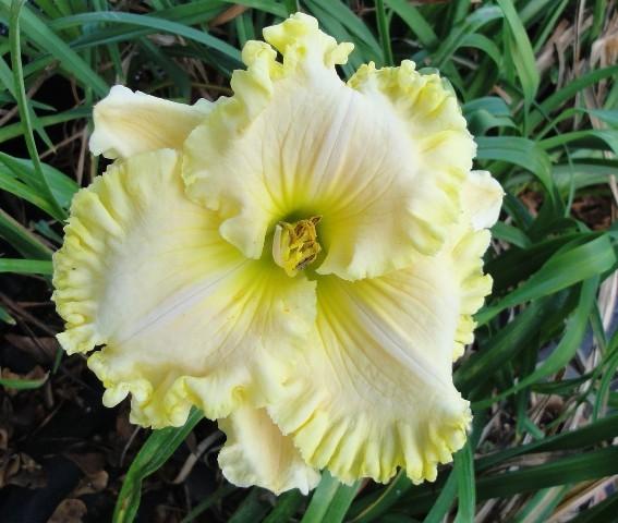 Daylily Jolly Ollie