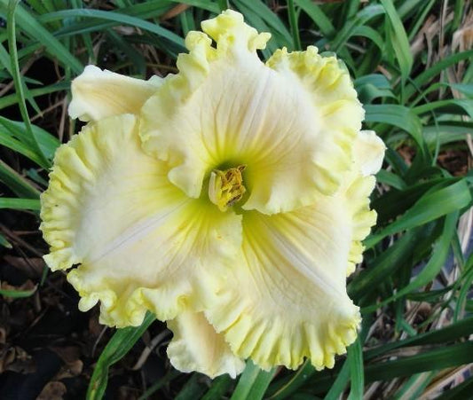 Daylily Jolly Ollie