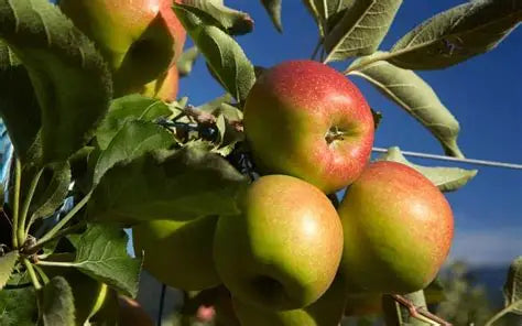 Jonagold Apple