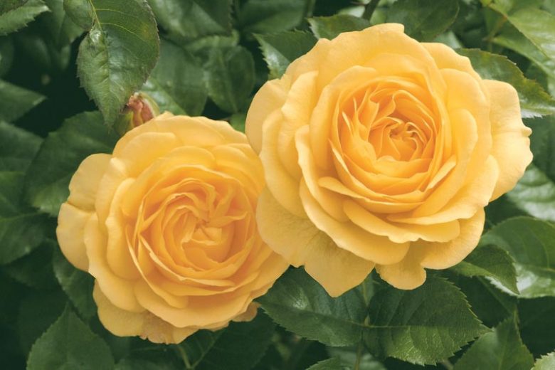 Arborose Julia Child Gold