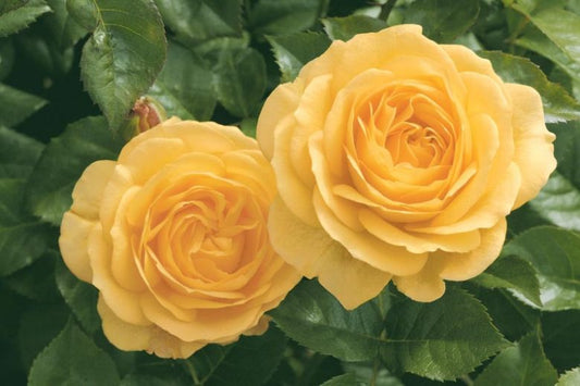 Arborose Julia Child Gold
