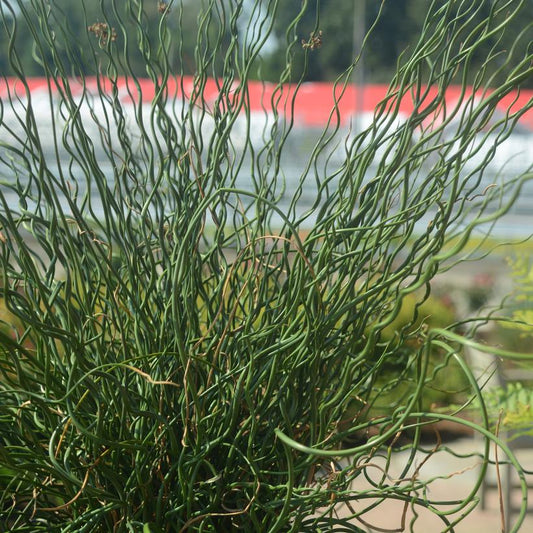 Juncus Big Twister