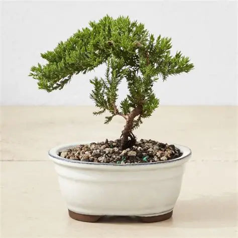 Green Mound Juniper Bonsai
