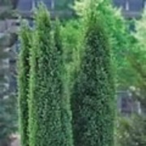 Juniper Irish Blue