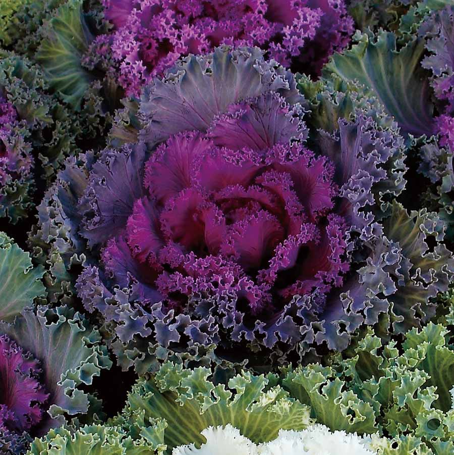 Kale Flowering Nagoya