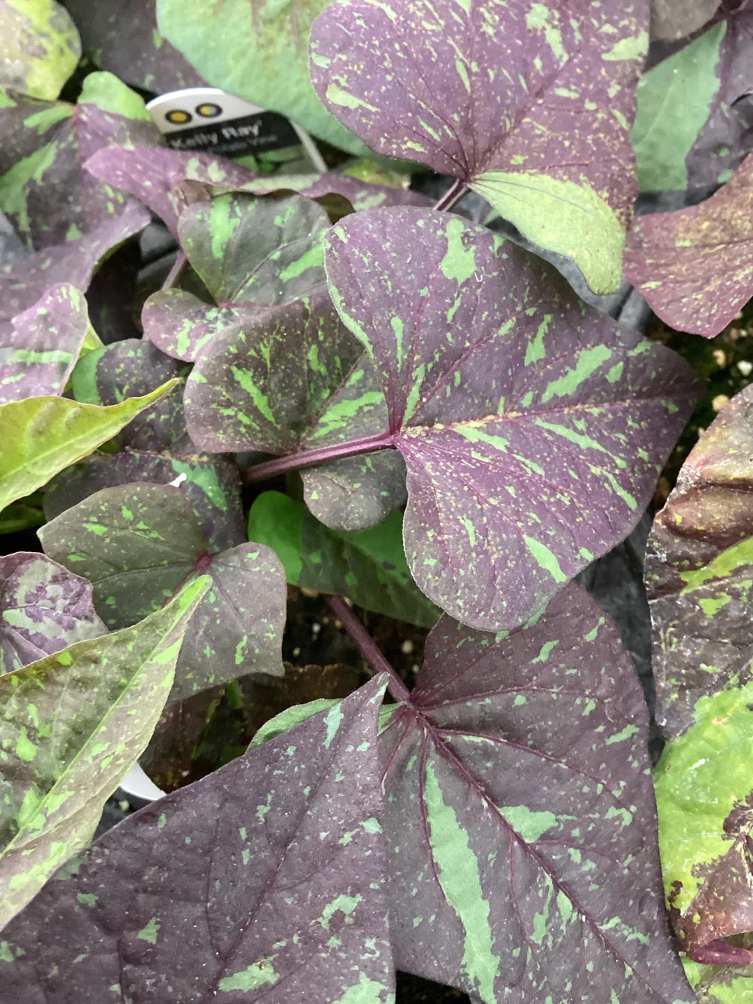 Ipomoea Potato vine Kelly Ray