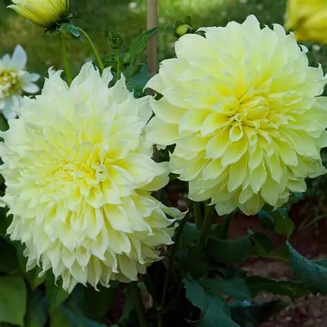 Dahlia-Kelvin Floodlight