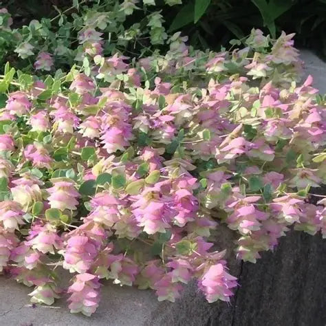 Oregano Kent Beauty