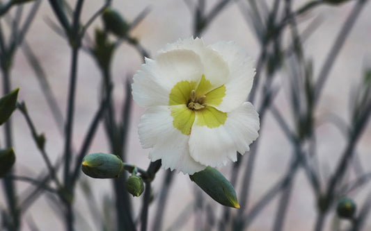 Dianthus Key Lime Pie