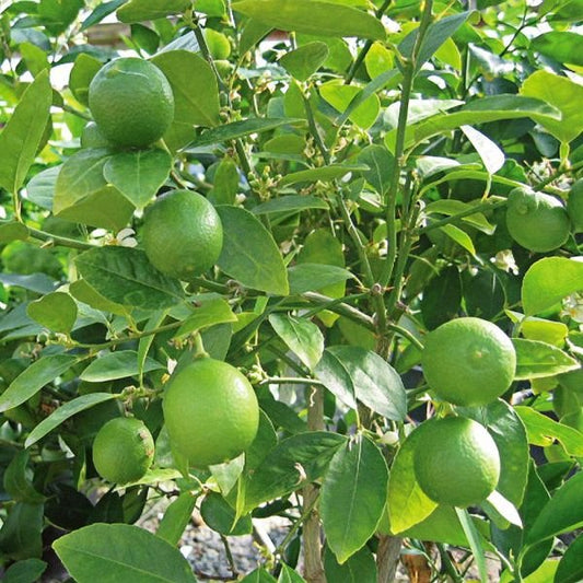 Key Lime Tree