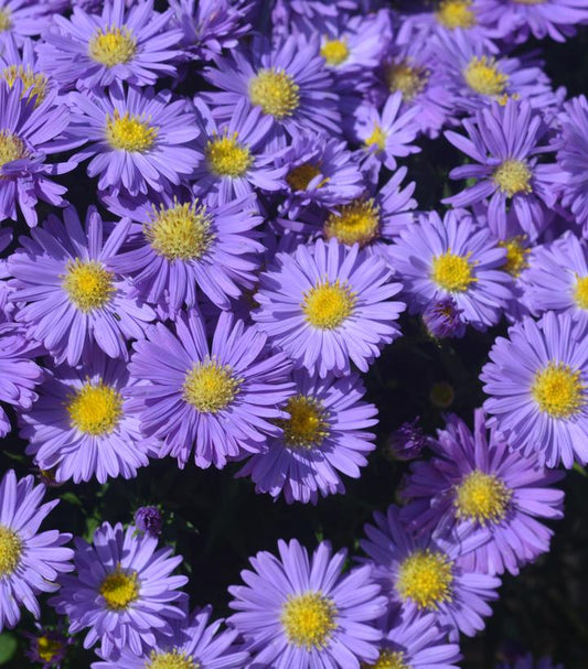 Aster-Kickin Sapphire