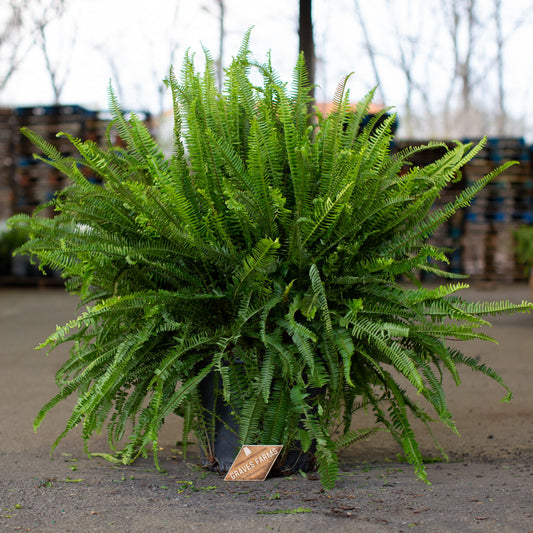 Fern Kimberly Queen