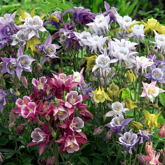 Aquilegia Kirigami Mix