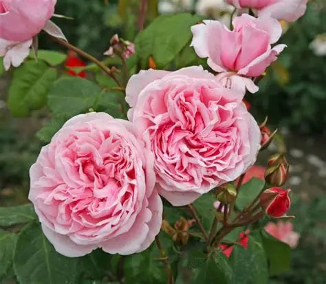Arborose Kiss me Kate