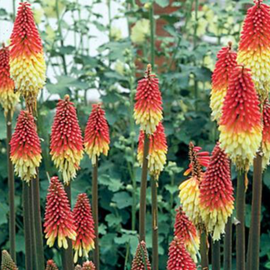 Kniphofia Flamenco Mix