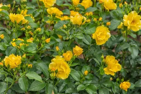Rose Kolorscape Yellow