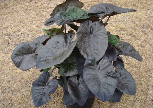 Colocasia Kona Coffee