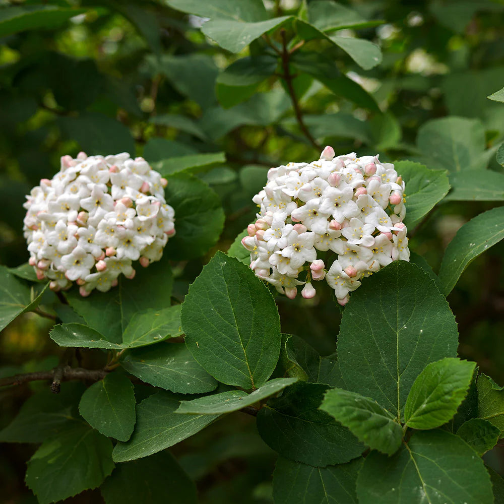 Viburnum Korean Spice