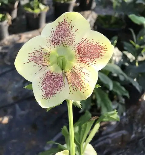 Helleborus-Kristoff