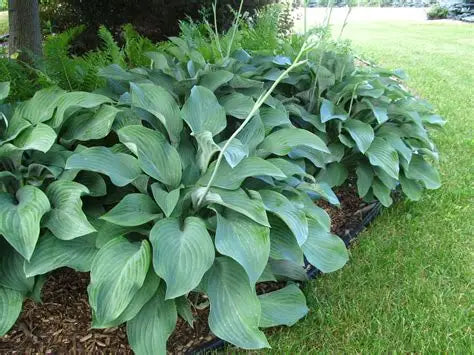 Hosta Krossa Regal