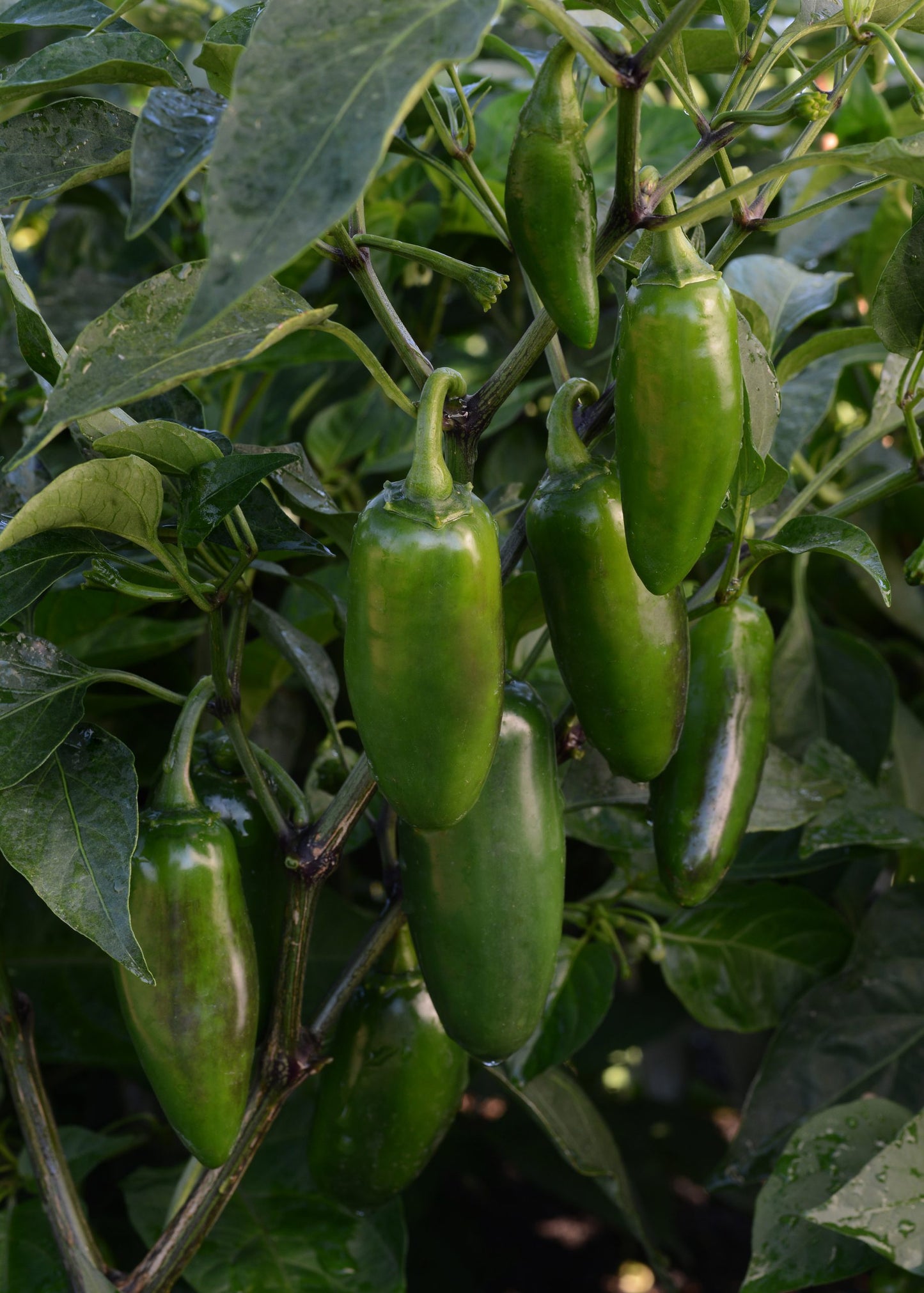 Labomba Jalapeno Pepper