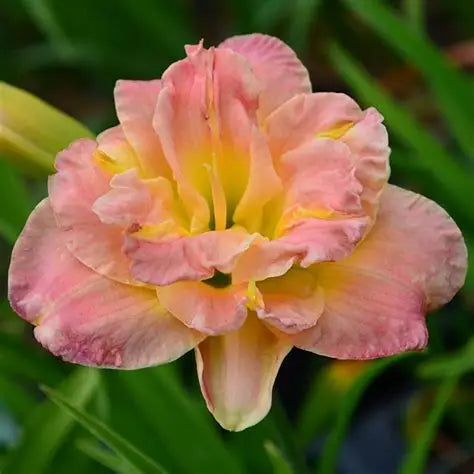Daylily Lacy Doily