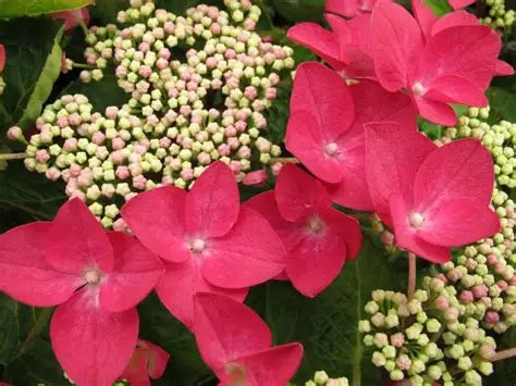 Hydrangea Lady in Red