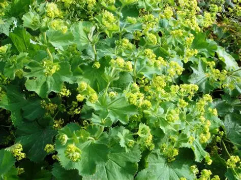 Alchemilla Lady's Mantle