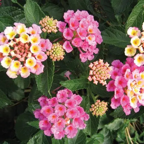 Lantana Bandana Pink