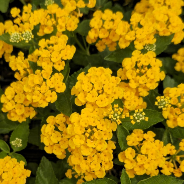 Lantana Chapel Hill Gold