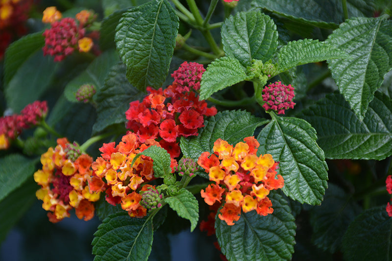Lantana Havana Red Sky