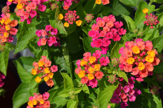 Lantana Tri Color