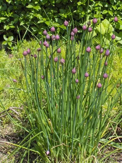 Large Leaf Chives