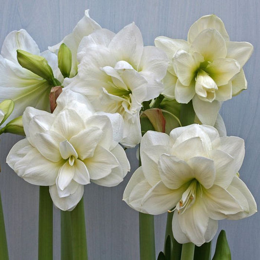 Double Amaryllis White