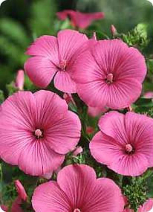 Lavatera Hot Lips