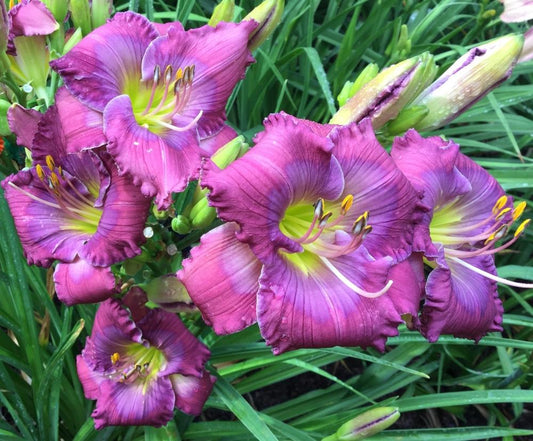 Daylily Lavender Blue Baby