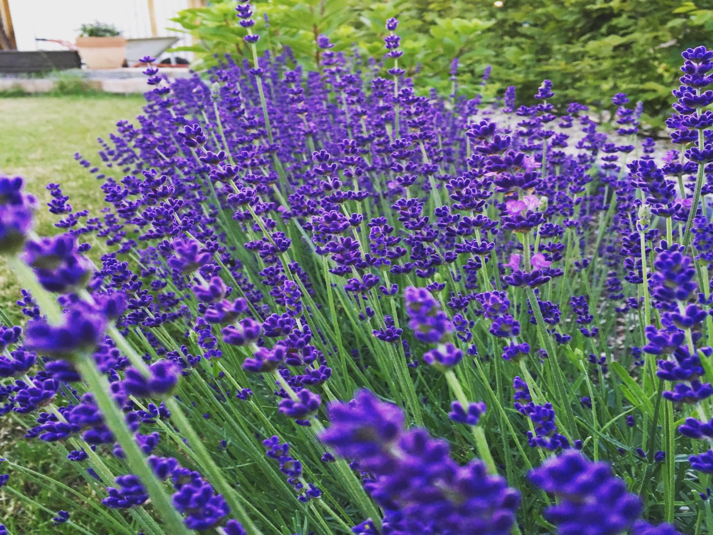 Lavender Hidcote Blue