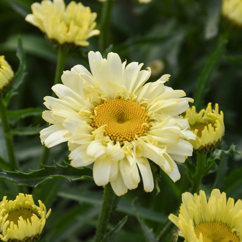 Leucanthemum Daisy Izabel