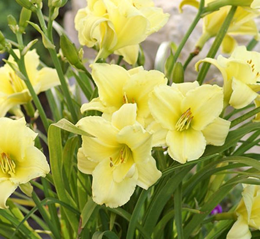Daylily Lemon Peel